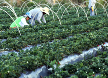 Plataforma do Desenrola renegociará dívidas de agricultores familiares